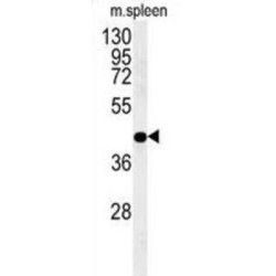 Phosphogluconate Dehydrogenase (PGD) Antibody