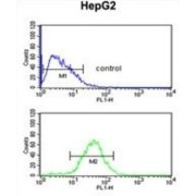 WD Repeat-Containing Protein 43 (WDR43) Antibody