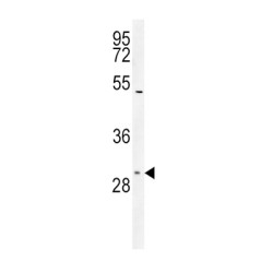 TXTP Antibody