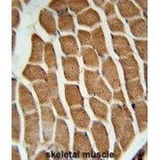 Cortactin-Binding Protein 2 (CTTB2) Antibody