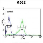 Glucagon-Like Peptide 1 (GLP1) Antibody