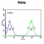 Spermatogenesis-Associated Protein 13 (SPT13) Antibody