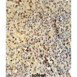 Spermatogenesis-Associated Protein 13 (SPT13) Antibody