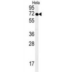 Spermatogenesis-Associated Protein 13 (SPT13) Antibody