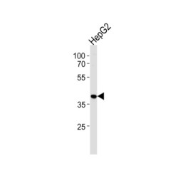 HNRPAB Antibody