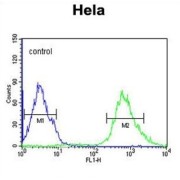 Importin 9 (IPO9) Antibody