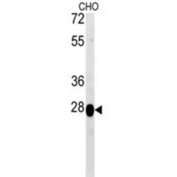 Prolyl Endopeptidase-Like (PREPL) Antibody