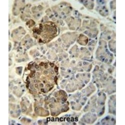 Regenerating Islet Derived Protein 3 Gamma (REG3G) Antibody
