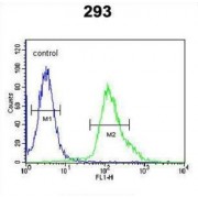 Fibroblast Growth Factor Binding Protein 3 (FGFBP3) Antibody