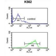 Hyaluronan Synthase 2 (HAS2) Antibody