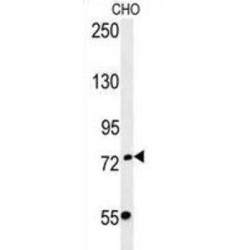 F-Box Only Protein 34 (FBXO34) Antibody