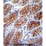 Sterile Alpha Motif Domain Containing 9 (SAMD9) Antibody