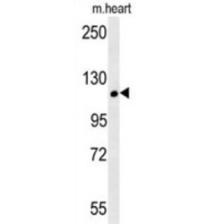 CRUM2 Antibody