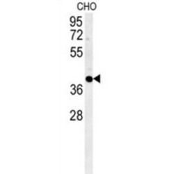 Cyclin-Y-Like Protein 1 (CCYL1) Antibody