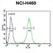 Class B Basic Helix-Loop-Helix Protein 3 (BHLH3) Antibody