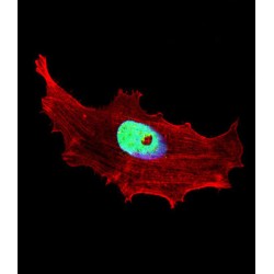 Class B Basic Helix-Loop-Helix Protein 3 (BHLH3) Antibody