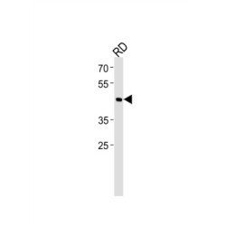 Class B Basic Helix-Loop-Helix Protein 3 (BHLH3) Antibody