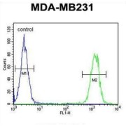 Killer Cell Immunoglobulin Like Receptor 2DL2 (KIR2DL2) Antibody