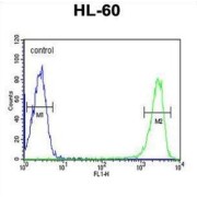 Killer Cell Immunoglobulin-Like Receptor 2DS3 (KIR2DS3) Antibody