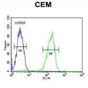 Microtubule Associated Protein 1S (MAP1S) Antibody