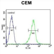 Potassium Voltage-Gated Channel Subfamily V Member 1 (KCNV1) Antibody