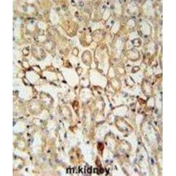 Potassium Voltage-Gated Channel Subfamily V Member 1 (KCNV1) Antibody