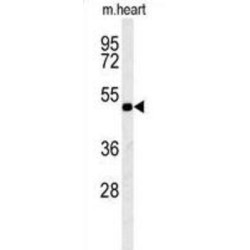 Potassium Voltage-Gated Channel Subfamily V Member 1 (KCNV1) Antibody