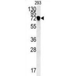 C4orf31 Antibody