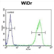 TRAF Family Member-Associated NF-Kappa-B Activator (TANK) Antibody