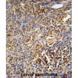 TRAF Family Member-Associated NF-Kappa-B Activator (TANK) Antibody