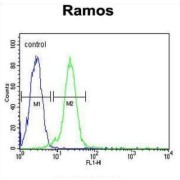 C13orf18 Antibody