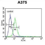 Citrate Synthase (CS) Antibody