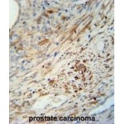 Kinesin-Like Protein KIF9 (KIF9) Antibody