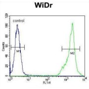 C4b-Binding Protein Alpha Chain (C4BPA) Antibody