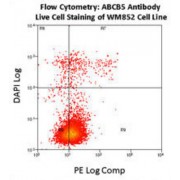 ATP-Binding Cassette Subfamily B Member 5 (ABCB5) Antibody