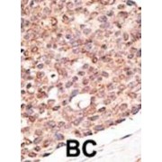 Cryptochrome 2 (CRY2) Antibody