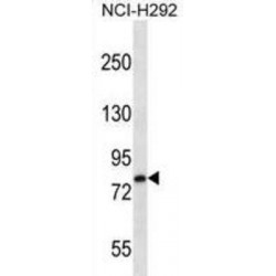 Low Density Lipoprotein Receptor Related Protein 3 (LRP3) Antibody