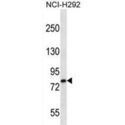 Low Density Lipoprotein Receptor Related Protein 3 (LRP3) Antibody