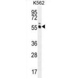 MAGE Family Member L2 (MAGEL2) Antibody