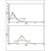 Matrix Metalloproteinase 3 / Stromelysin-1 (MMP3) Antibody