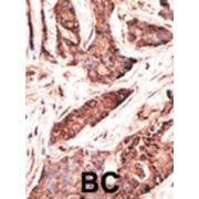 2'-5'-Oligoadenylate Synthase-Like Protein (OASL) Antibody