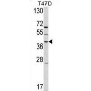 RAI3 Antibody