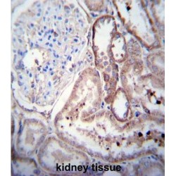 Spinal Cord-Derived Growth Factor B (SCDGFB) Antibody