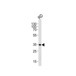 Ectodysplasin-A (EDA) Antibody