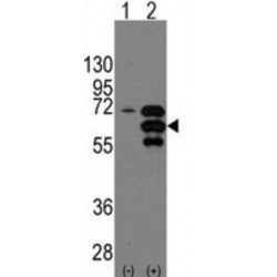 Internexin Neuronal Intermediate Filament Protein Alpha (INA) Antibody