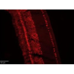 H(+)/Cl(-) Exchange Transporter 4 (CLC4) Antibody