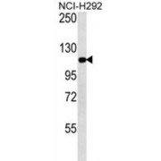 Metabotropic Glutamate Receptor 3 Antibody
