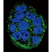 Frataxin (FXN) Antibody