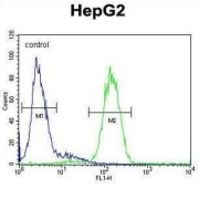 Serine--Pyruvate Aminotransferase (AGXT) Antibody