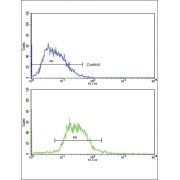 Glucagon (GCG) Antibody